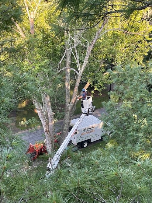 trimming Hendersonville tree