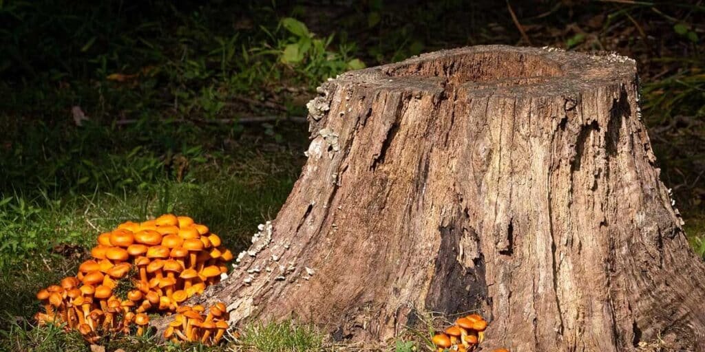 can a tree regrow from a stump
