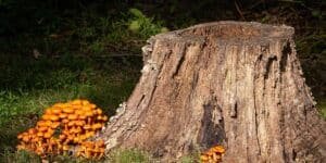 can a tree regrow from a stump
