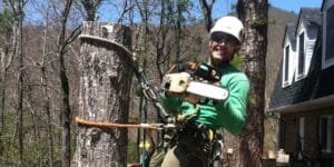 does tree removal increase property value