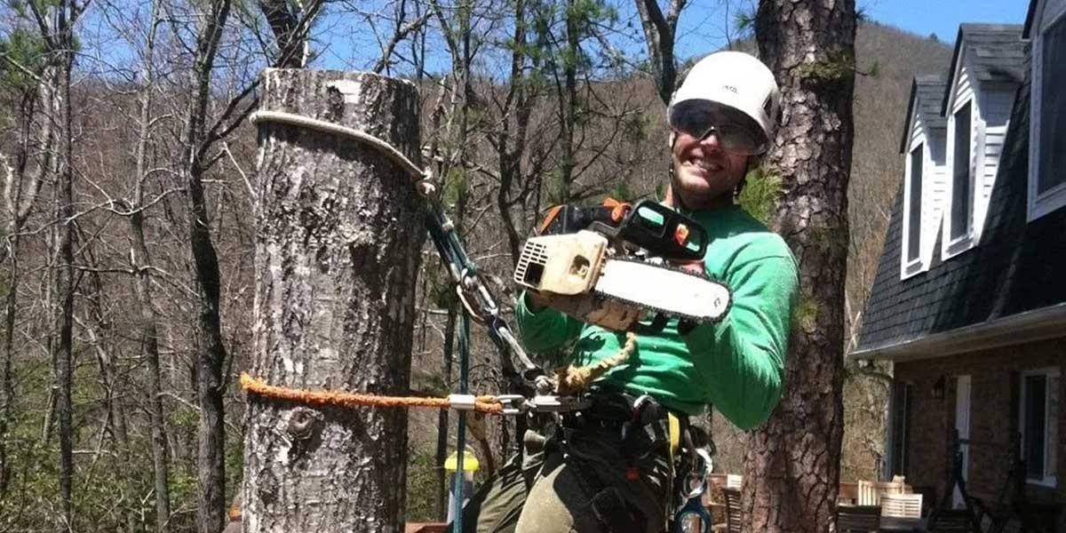 does tree removal increase property value