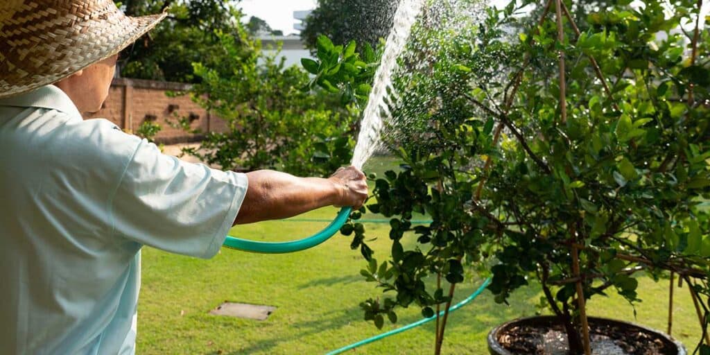 how to protect trees from pests​