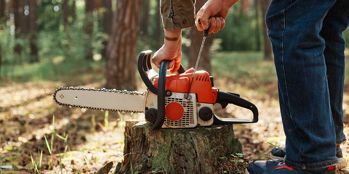 how long does it take to remove a tree