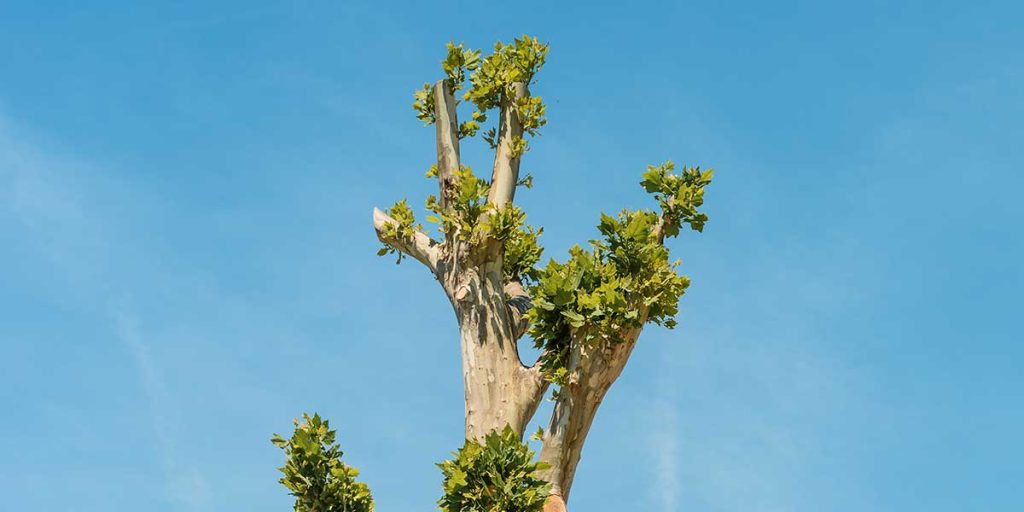 tree topping and crown reduction