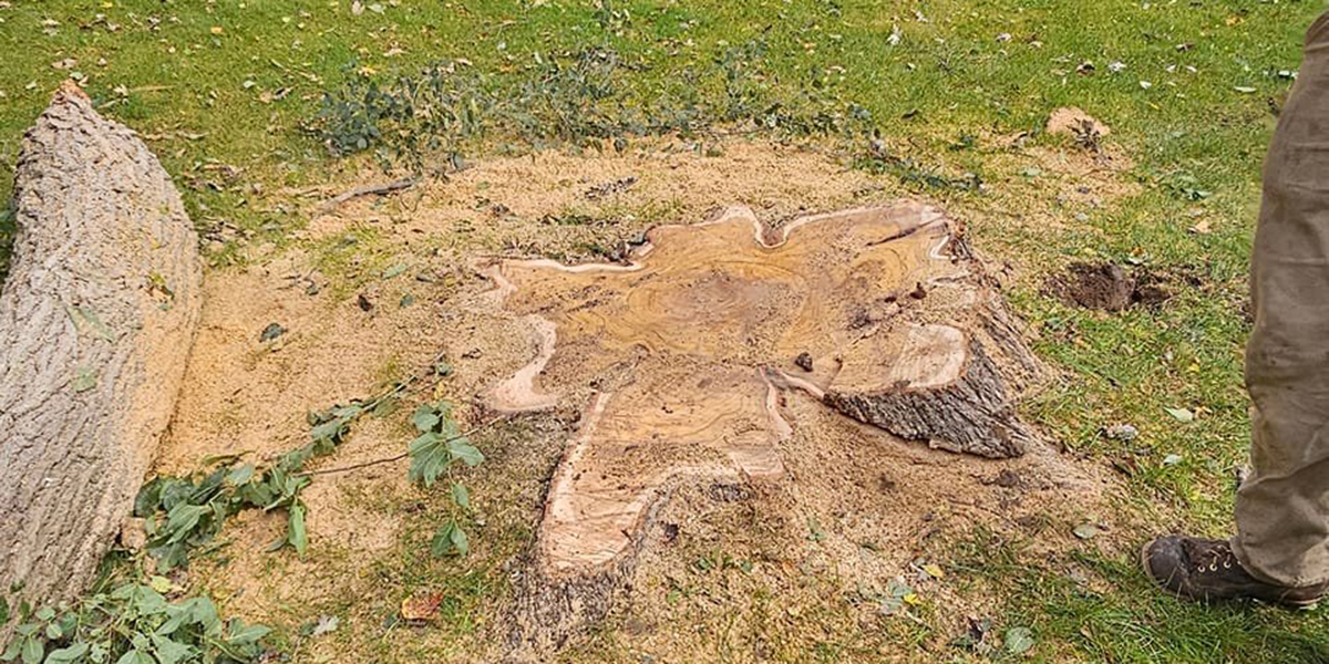 do tree roots die after stump grinding