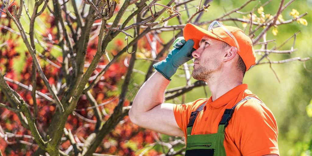 how often should trees be inspected