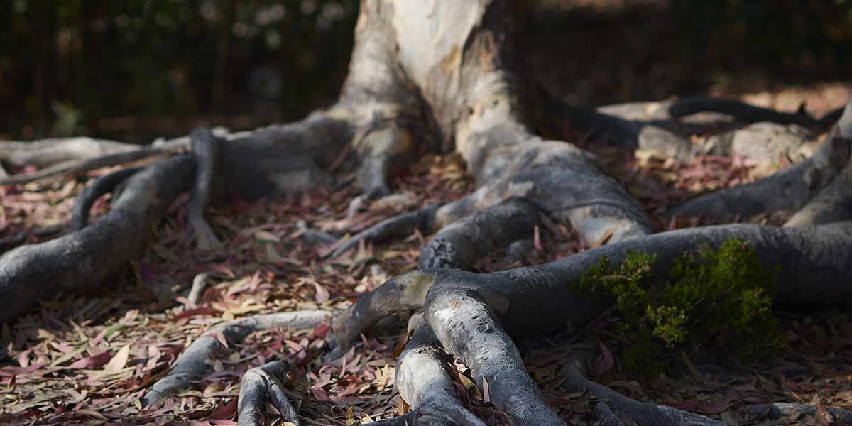 can you cut exposed tree roots