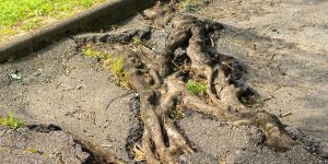 Exposed tree roots breaking through cracked asphalt on a driveway, with some grass edges nearby there is visible wear and damage of pavement.