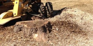 how long does it take to grind a tree stump