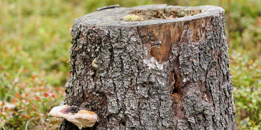 An old decaying tree stump with mushrooms growing on its bark sits in a yard, potentially attracting invasive yard termites.