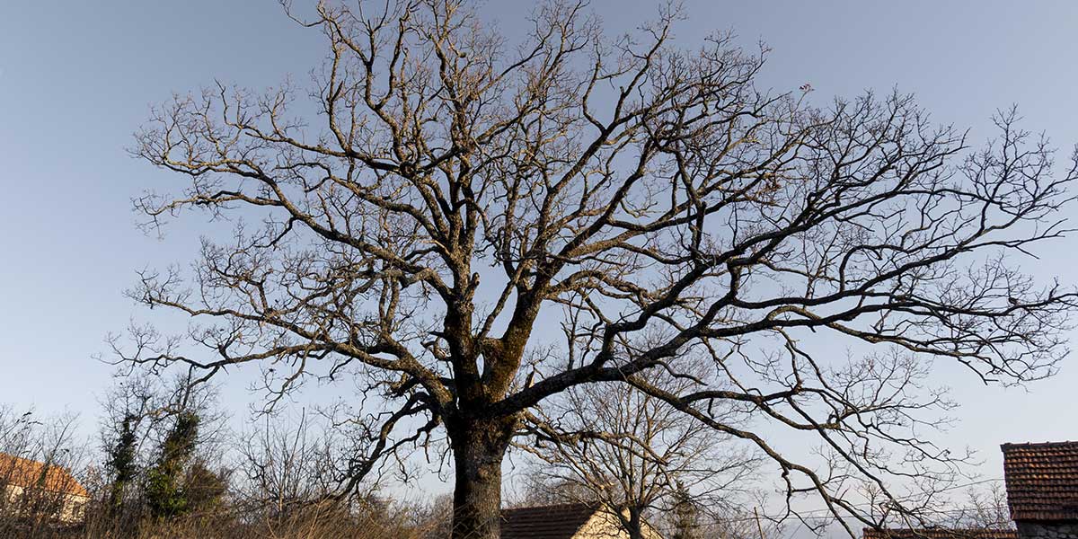 A large, leafless tree stands against a clear sky, illustrating the visible signs used to determine if trees are dead or dormant.