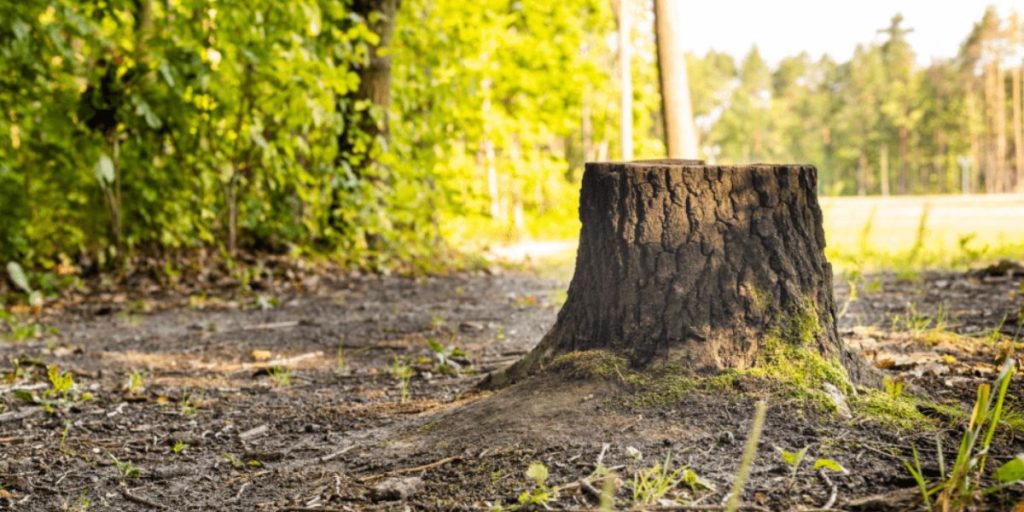 Newly planted young tree growing in a yard after professional stump removal and site preparation | Can You Plant a Tree Where a Stump Was Removed?