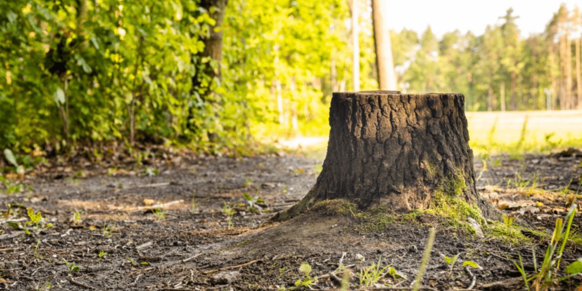 Newly planted young tree growing in a yard after professional stump removal and site preparation | Can You Plant a Tree Where a Stump Was Removed?