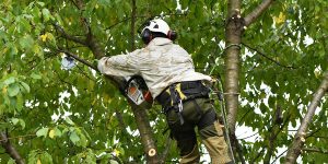 An arborist wearing protective safety gear climbs a leafy tree to trim branches with a chainsaw for tree maintenance.