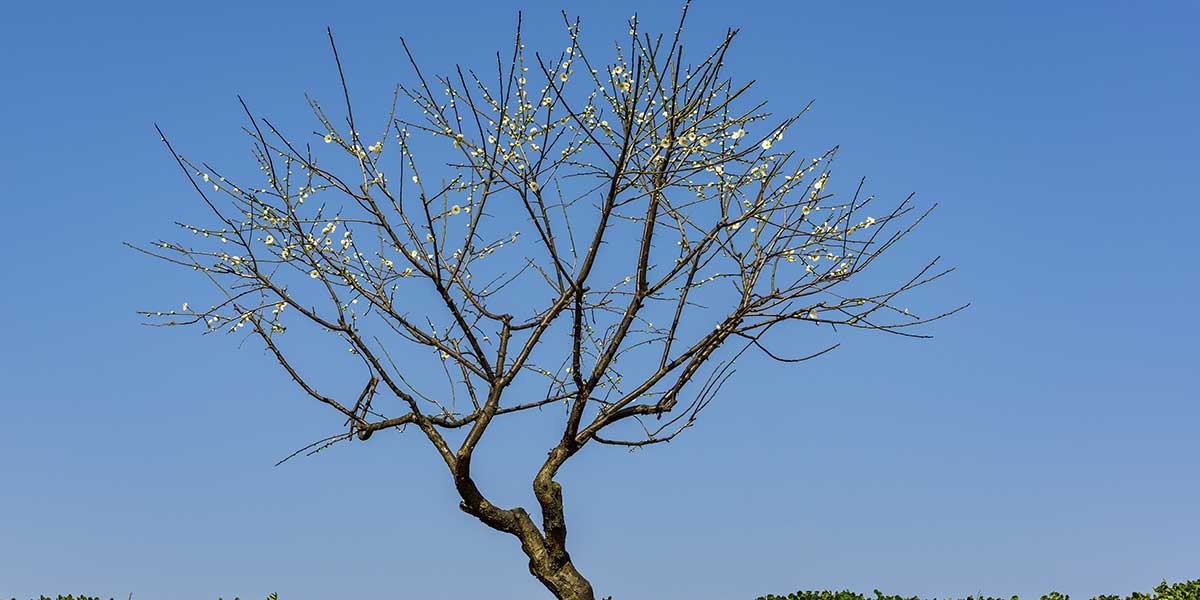 A mostly bare tree featuring sparse green foliage and white blossoms stands upright against a clear, vibrant blue sky.