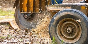 A heavy stump grinder machine actively shreds a tree stump into small wood chips outdoors during lawn maintenance work.