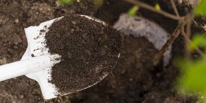 Shovel scooping dense dark soil near a sapling, illustrating how soil compaction restricts healthy growth for tree roots.