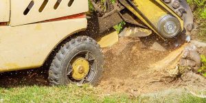 Heavy stump grinder machine removing a tree stump outdoors, preventing fungal growth and wood decay in the yard lawn.