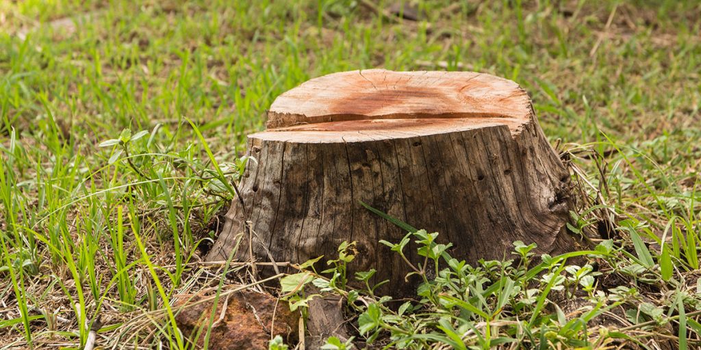 A fresh tree stump sitting in a grassy yard, ready for professional winter stump grinding and removal service outdoors.