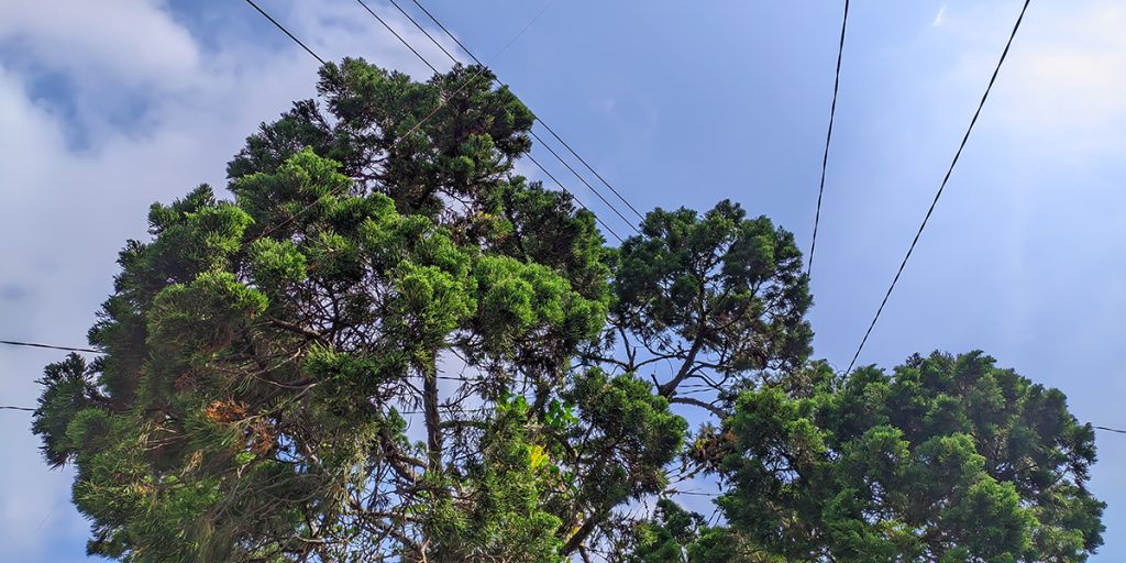 Tall green trees growing close to overhead electrical power lines against a bright blue sky with light clouds.