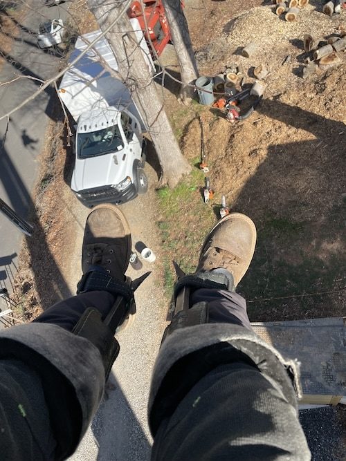 man removing fletcher nc tree