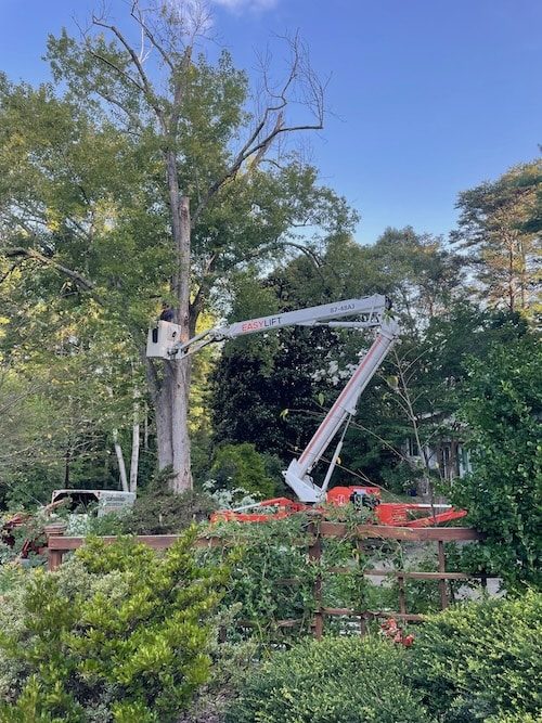 tree removal north carolina